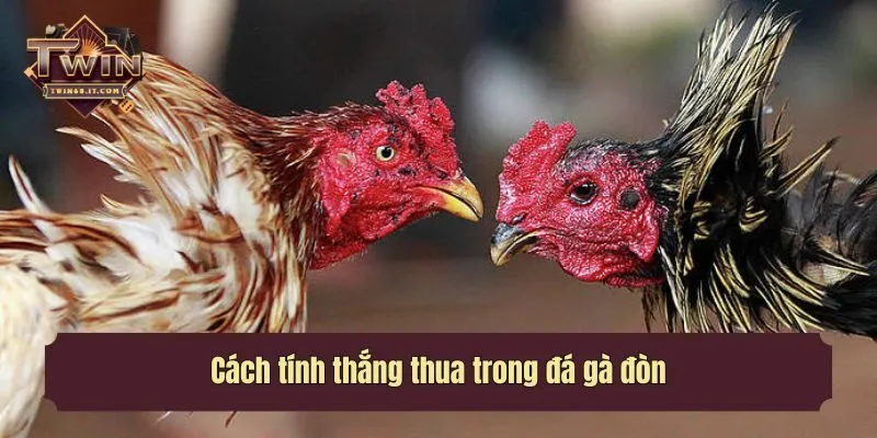 Cách tính thắng thua trong đá gà đòn