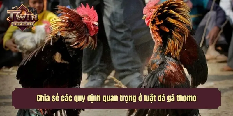 Chia sẻ các quy định quan trọng ở luật đá gà thomo