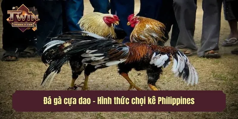 Đá gà cựa dao - Hình thức chọi kê Philippines