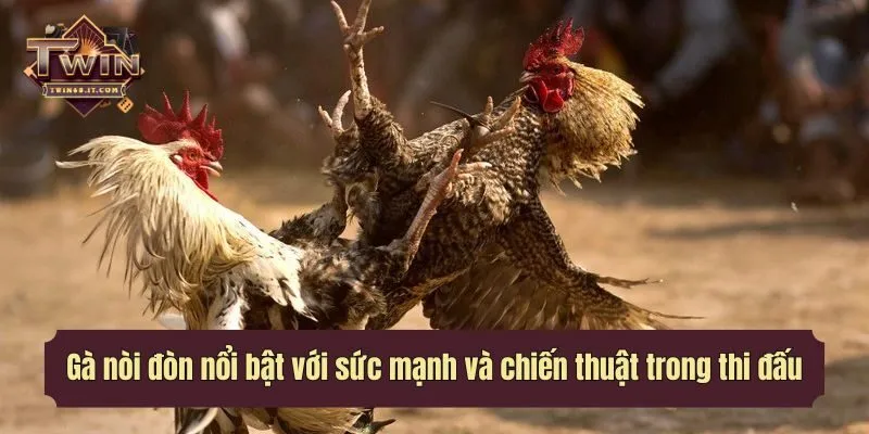 Gà nòi đòn nổi bật với sức mạnh và chiến thuật trong thi đấu