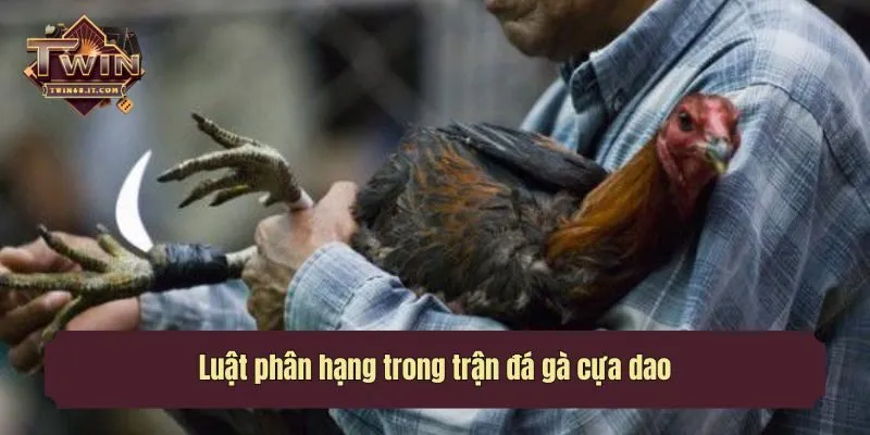 Luật phân hạng trong trận đá gà cựa dao