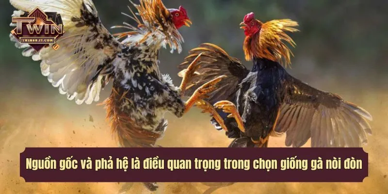 Nguồn gốc và phả hệ là điều quan trọng trong chọn giống gà nòi đòn