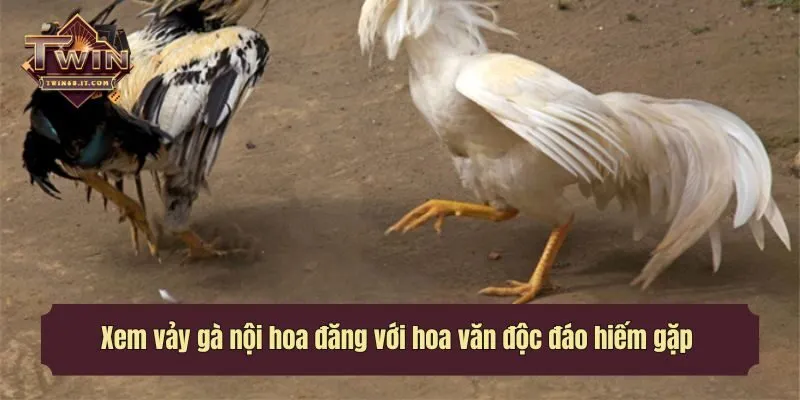 Xem vảy gà nội hoa đăng với hoa văn độc đáo hiếm gặp